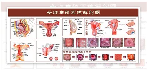 女人小穴|女性外生殖器解剖图